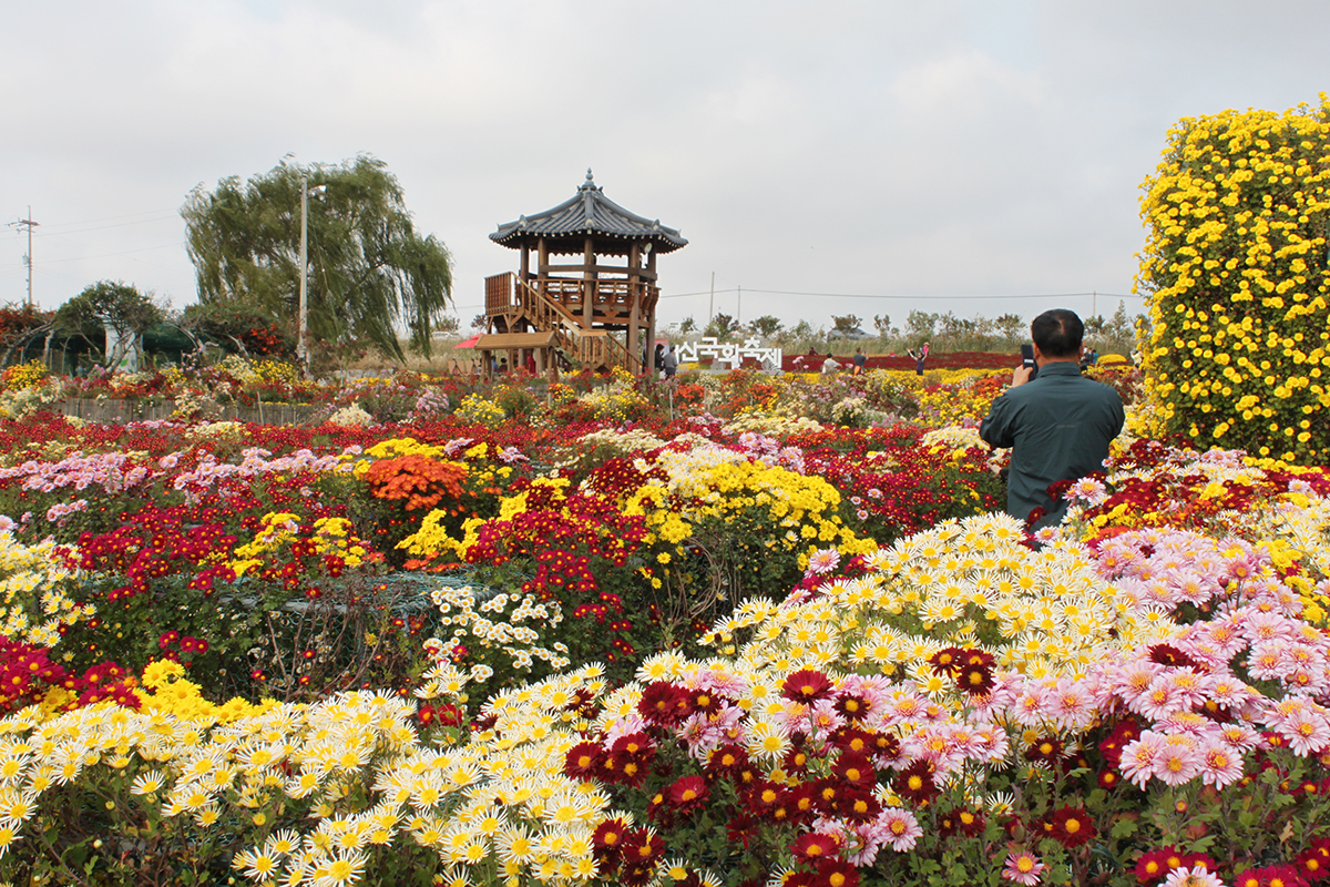 El 3 de noviembre, un turista se tomó una foto entre crisantemos en plena floración en un jardín del 24º Festival del Crisantemo de Seosan, en el municipio de Gobuk-myeon en la ciudad de Seosan, provincia de Chungcheongnam-do. El recinto del festival, que abarca 45,000 metros cuadrados, cuenta con varios jardines, esculturas, laberintos y lugares ideales para tomar fotos. El evento se llevará a cabo hasta el 12 de noviembre.