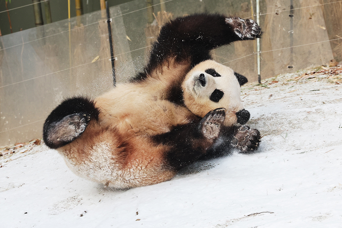 En la mañana del 20 de diciembre, la bebé panda Fu Bao se revuelca sobre la nieve en el parque temático 