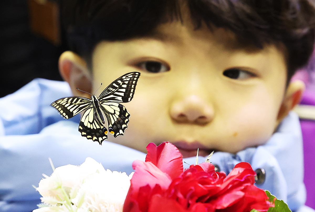 El 4 de enero, un niño observa una mariposa en una sala especial del parque temático y zoológico de Everland, ubicado en la ciudad de Yongin, en la provincia de Gyeonggi-do.