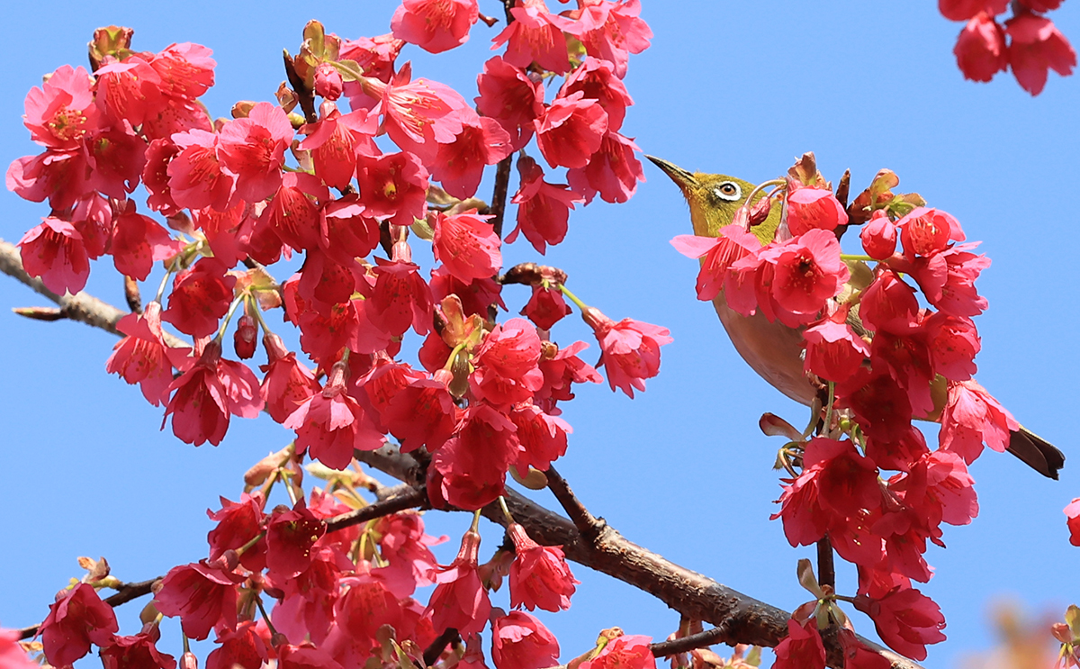 El la mañana del 15 de febrero, un pájaro ojiblanco bebe el néctar de unas flores rojas, en un árbol cerca del Museo de Arte Lee Jung-seop en la ciudad de Seogwipo, en la isla de Jeju.