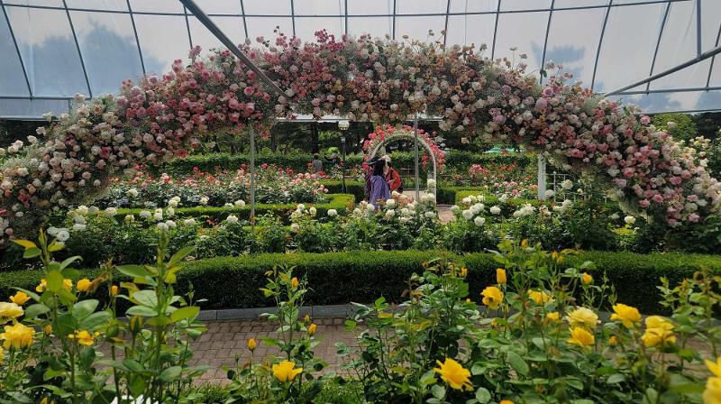 Los visitantes admiran más de 60 tipos de rosas en el jardín de rosas.