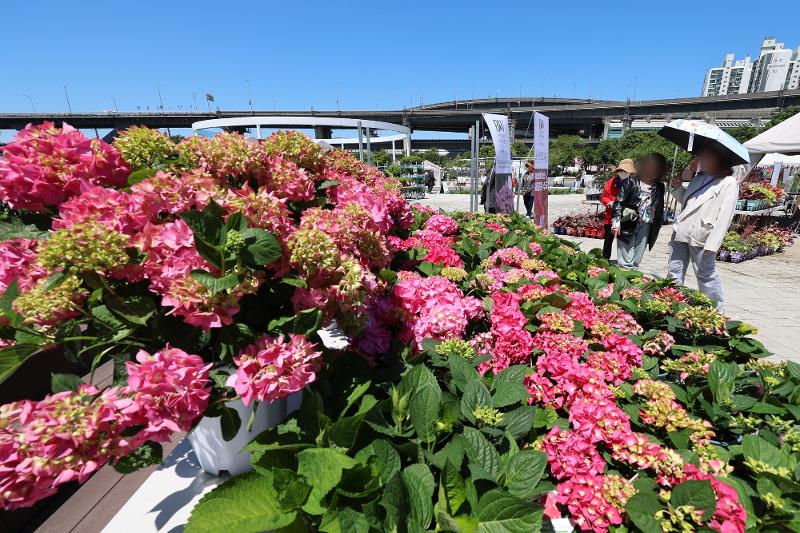 El 16 de mayo, unos visitantes observan un jardín en la Exposición Internacional de Jardines de Seúl 2024 en el parque del río Hangang de Ttukseom, en el distrito de Gwangjin-gu, Seúl. | Agencia de Noticias Yonhap