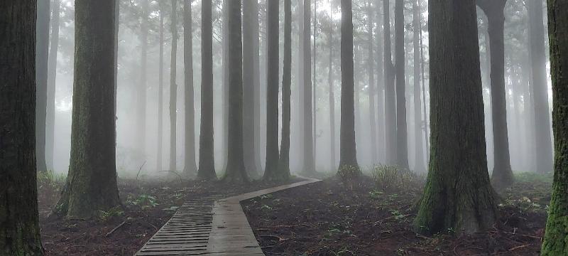 Se muestra el bosque de Saryeoni Oreum, cubierto de niebla, en la ciudad de Seogwipo, Jeju. 