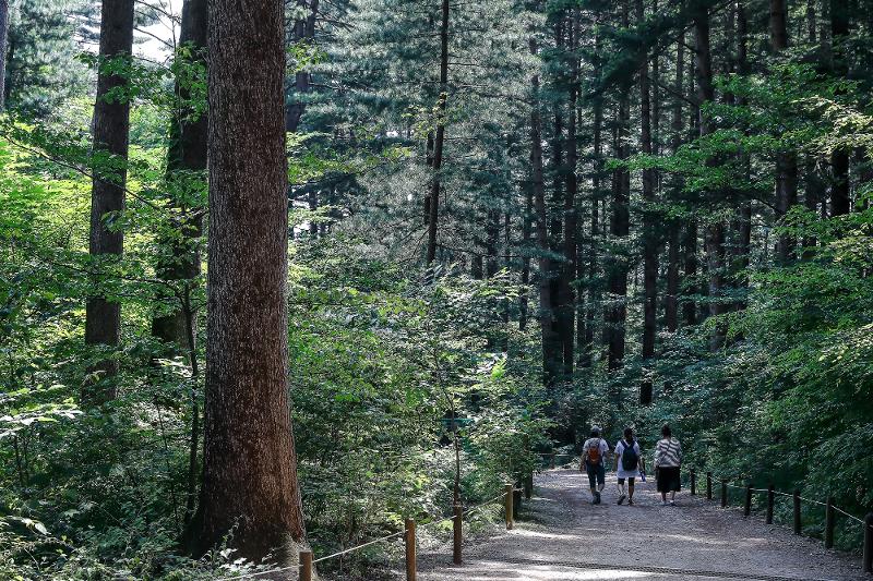 Unos visitantes caminan en el bosque de Gwangneung, en la ciudad de Pocheon, provincia de Gyeonggi-do.