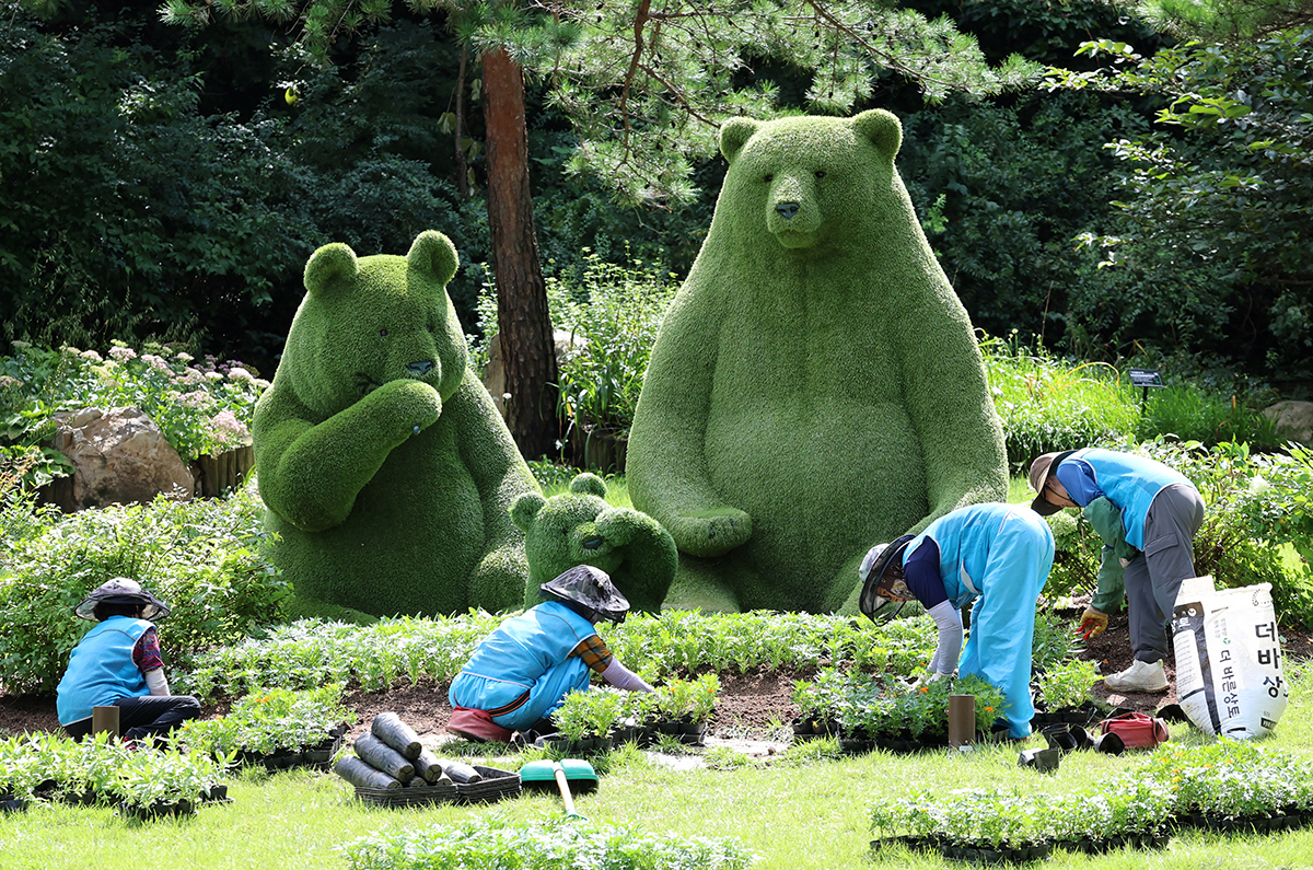 El 3 de septiembre, unos trabajadores plantan flores de otoño en el parque botánico de Solhyang en la ciudad de Gangneung, provincia de Gangwon-do.