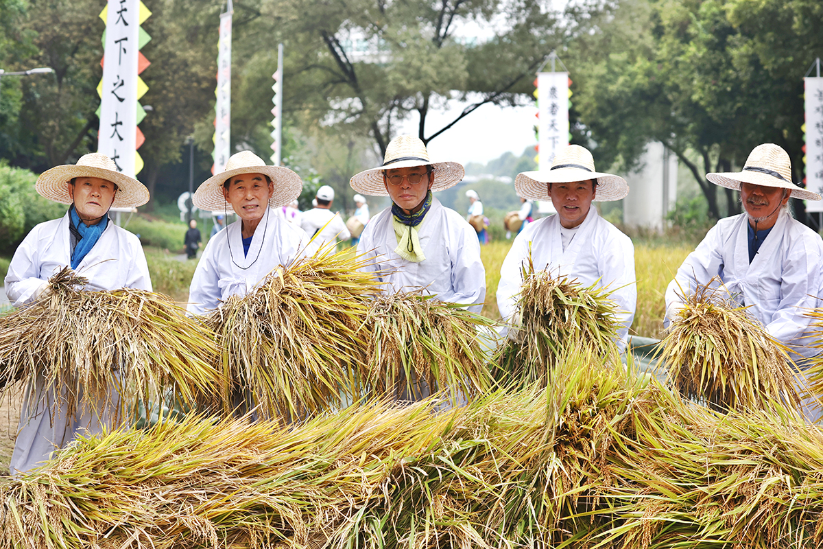 El 15 de octubre, unos agricultores posan con sus espigas de arroz durante una demostración de la cosecha tradicional de arroz en el Centro de Aprendizaje de Cultivo de Arroz de Yangjaecheon, en el distrito de Gangnam, Seúl. 