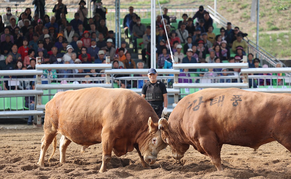 En la tarde del 16 de octubre, dos toros se enfrentan en un estadio cerca del arroyo Bocheongcheon, en el condado de Boeun-gun, provincia de Chungcheongbuk-do, como parte de la 15ª Competencia Nacional de Lucha de Toros Folclórica.