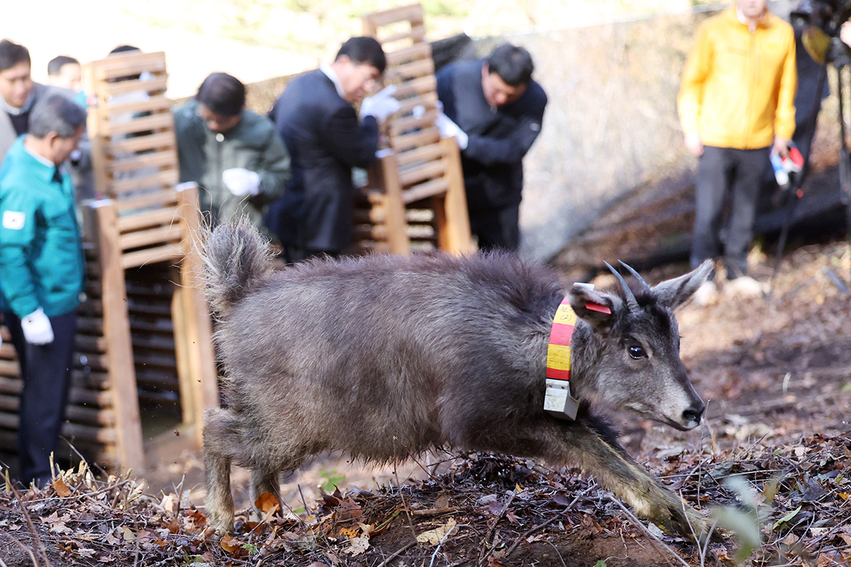 El 31 de octubre, cabras montesas en peligro de extinción son liberadas en zonas controladas por civiles en la aldea de Weolun-ri, en el municipio de Dong-myeon, condado de Yanggu-gun, provincia de Gangwon-do. Las cabras liberadas ese día incluyen una pareja rescatada en invierno del año pasado y otra criada en el centro.