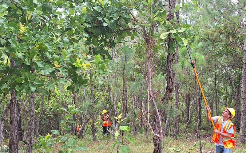 La foto muestra un lugar de restauración forestal que forma parte de un programa de ayuda al desarrollo (AOD) en el extranjero entre Corea y Honduras. | Servicio Forestal de Corea