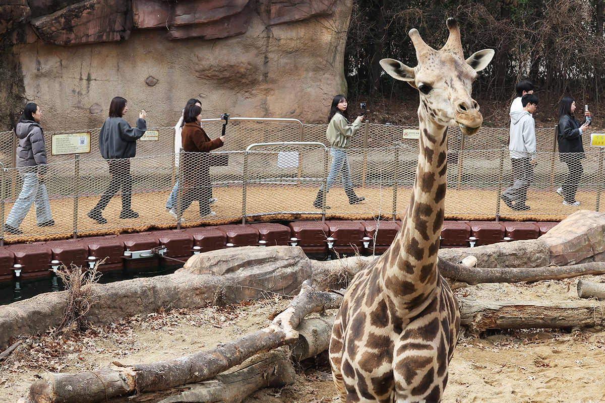 Unos empleados exploran River Trail Adventure, una nueva atracción que recrea un safari a pie en la víspera de su inauguración en el parque temático Everland, en Yongin, provincia de Gyeonggi-do, el 20 de marzo. 