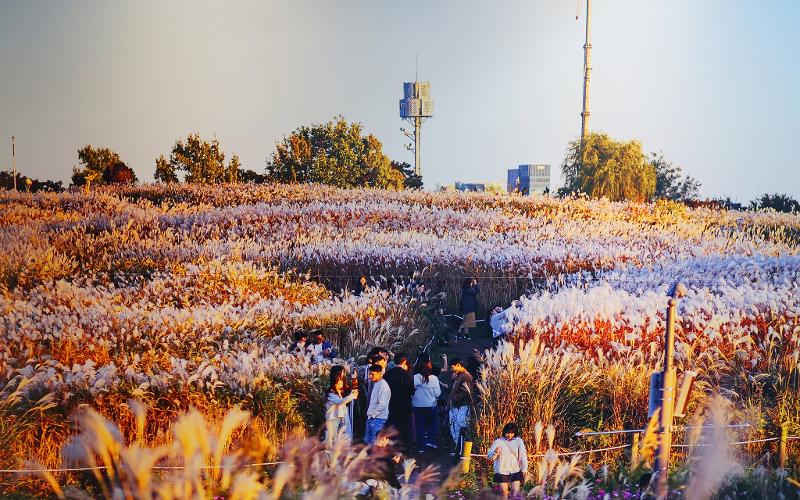El Parque Haneul, famoso por acoger el Festival Anual de Hierba Plateada de Seúl, solía ser un gran vertedero hasta 1993. (Oficina de Gestión de Parques y Paisajes de Seobu)
