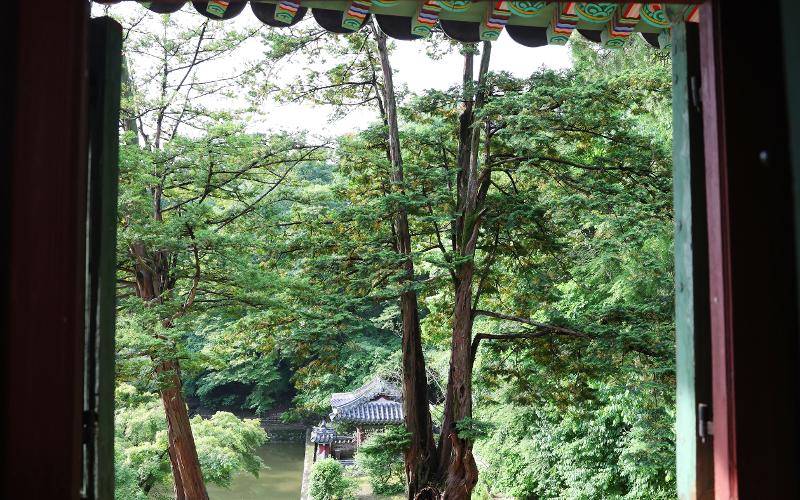 Sentarse junto a las ventanas de los pabellones del palacio Changdeokgung permite admirar plenamente la naturaleza que los rodea.