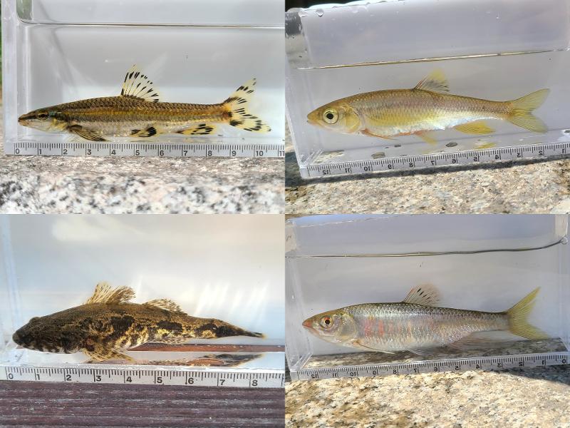 La foto muestra algunas de las especies de peces de agua dulce encontradas en las aguas del arroyo Cheonggyecheon, durante la realización de un estudio sobre la calidad del agua.  