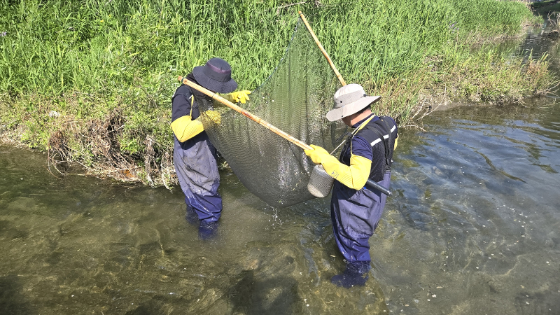 Dos investigadores recogen peces con red de arrastre durante un estudio de agua dulce en el arroyo Cheonggyecheon, realizado del 29 al 30 de abril.