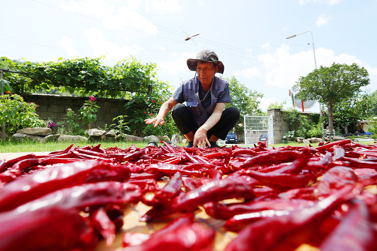today_photo_250807_Un agricultor seca chiles rojos recién cosechados en una granja de Inje-gun, provincia de Gangwon-do, el 7 de agosto, el día del 