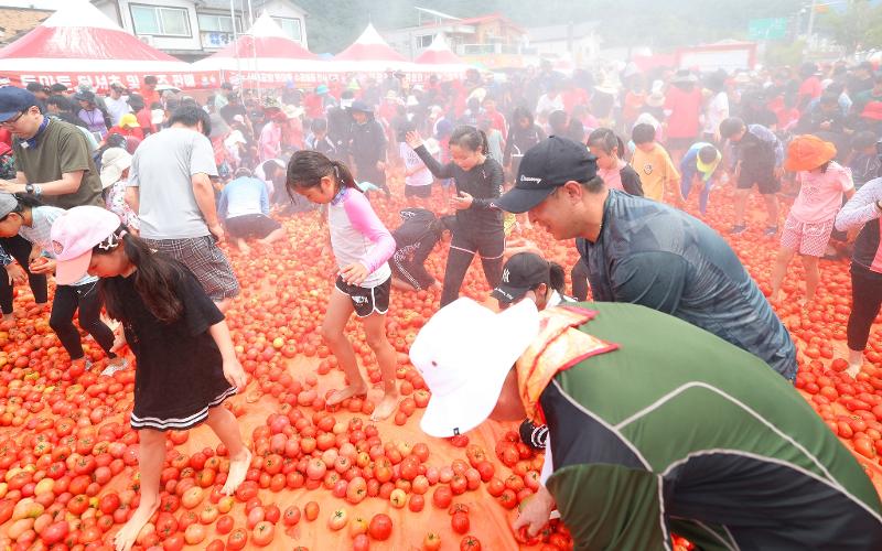 Unos visitantes del Festival del Tomate de Hwacheon, celebrado el 2 de agosto, buscan el anillo dorado en una enorme piscina de tomates en Sachang-ri, una aldea del municipio de Sanae-myeon, condado de Hwacheon-gun, provincia de Gangwon-do.
