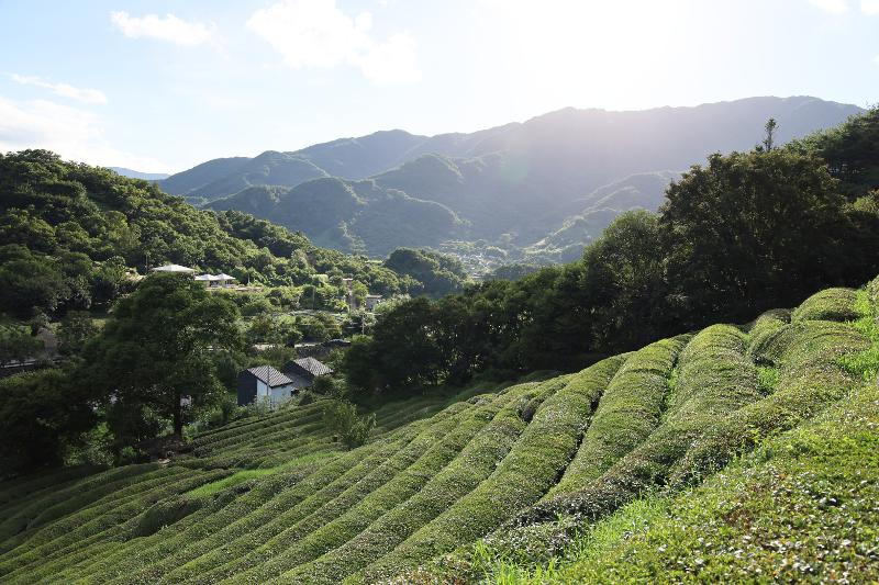 Se muestra un campo de té verde en el condado de Hadong-gun, provincia de Gyeongsangnam-do. 