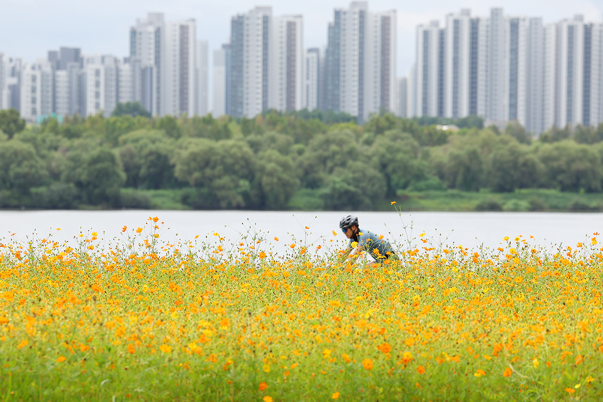 En medio de la lluvia otoñal que cae en todo el país, un ciclista recorre un sendero lleno de cosmos amarillo, el 1 de septiembre, en el Parque del Río Hangang de Namyangju, en la provincia de Gyeonggi-do.
