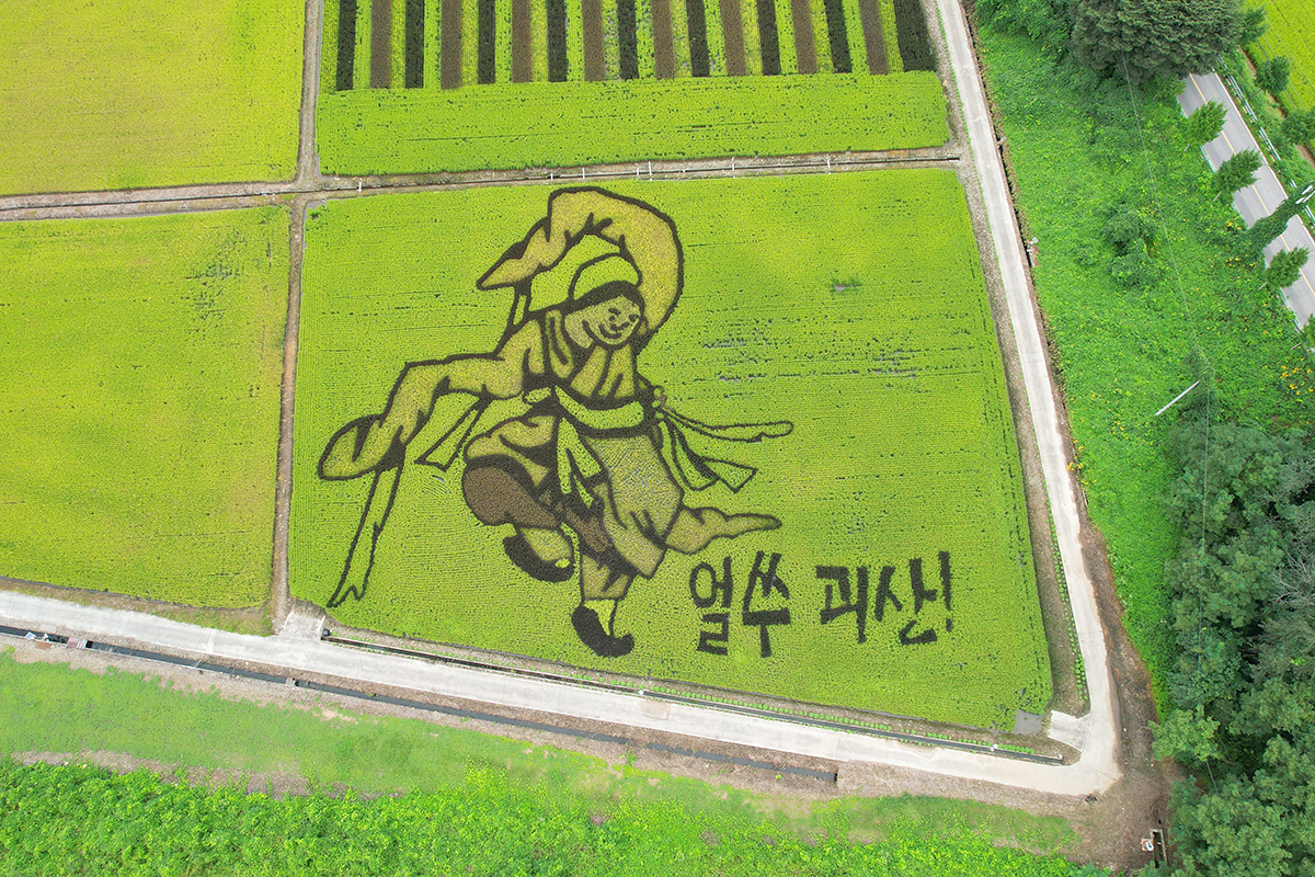 Un dibujo creado con arroz de distintos colores adorna un campo cercano al embalse de Mungwang, en el condado de Goesan-gun, provincia de Chungcheongbuk-do, el 8 de septiembre. La obra reproduce la pieza  