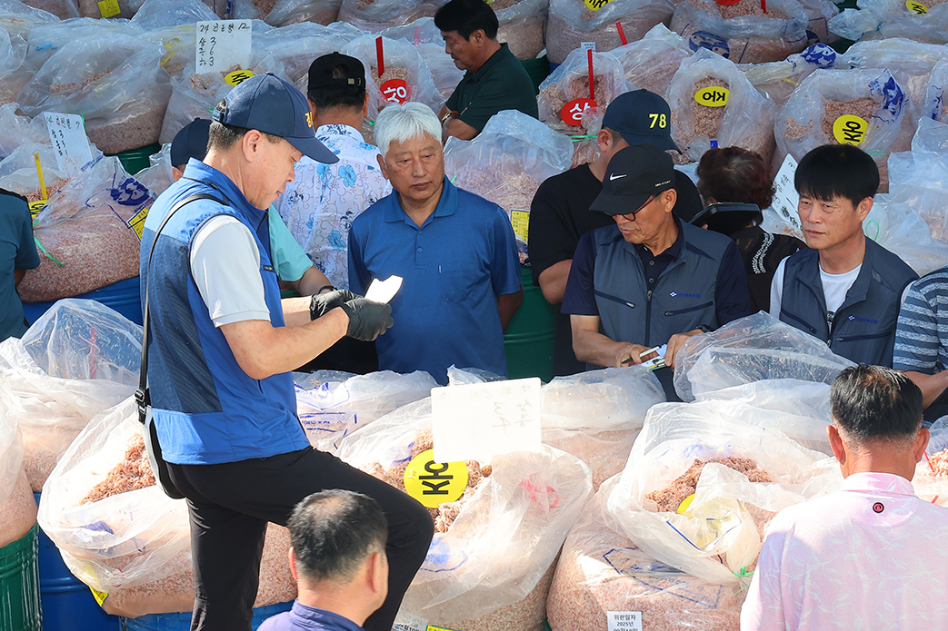 Se lleva a cabo una subasta de chujeot, un tipo de jeotgal (salsa elaborada a base de mariscos fermentados) que se prepara con camarones capturados en otoño, el 10 de septiembre, en el mercado de la Cooperativa Pesquera del Norte de Gyeongin, en el condado de Ganghwa-gun.