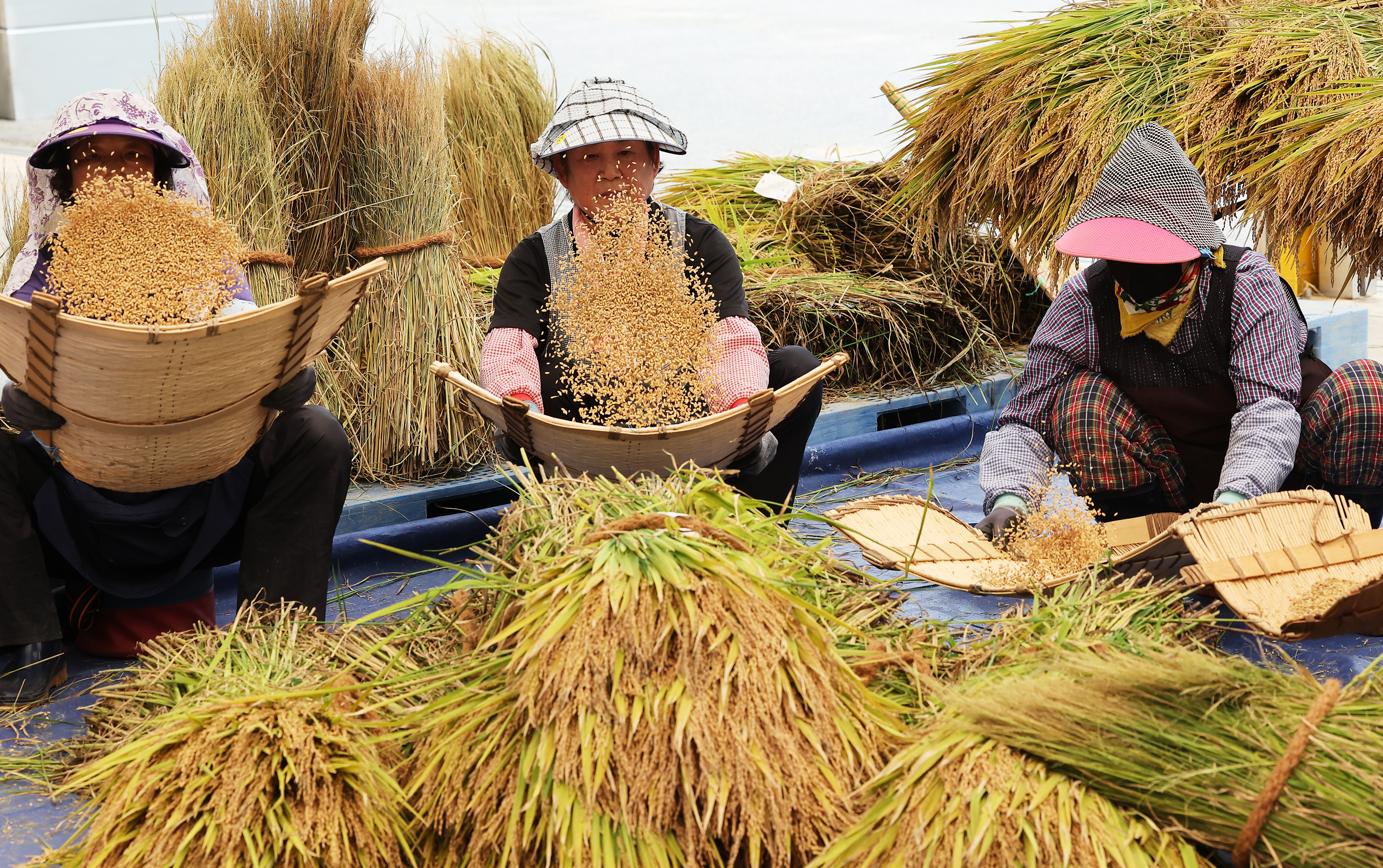 Unas trabajadoras realizan el proceso de aventado tras trillar arroz experimental, con el fin de eliminar impurezas, en el Instituto de Investigación y Extensión Agrícola de Gyeonggi, en la ciudad de Hwaseong, provincia de Gyeonggi-do, el 15 de septiembre.