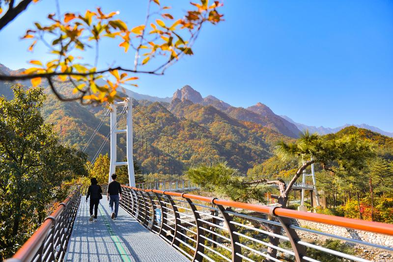 La 'Ruta de los Aromas de Seorak', en Sokcho, provincia de Gangwon-do, exhibe los vibrantes colores del otoño a lo largo de las faldas del monte Seoraksan. | Ayuntamiento de Sokcho