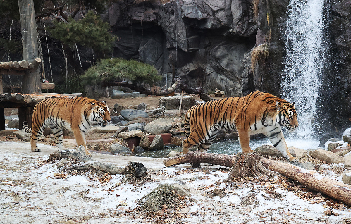 Dos tigres caminan por su recinto cubierto de nieve en el parque de atracciones Everland, en Yongin, provincia de Gyeonggi-do el 15 de enero.