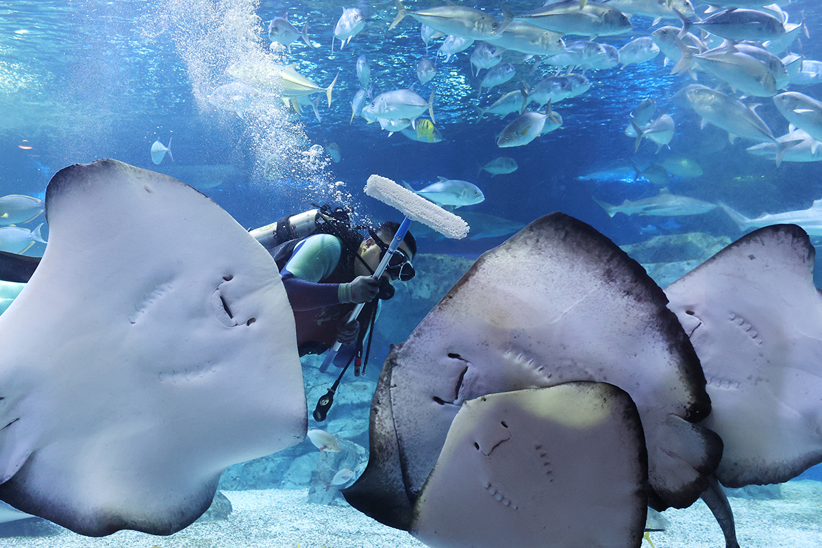 Un buzo limpia un tanque el 19 de enero en Aqua Planet Gwanggyo, en Suwon, provincia de Gyeonggi-do, con motivo del A&ntilde;o Nuevo.