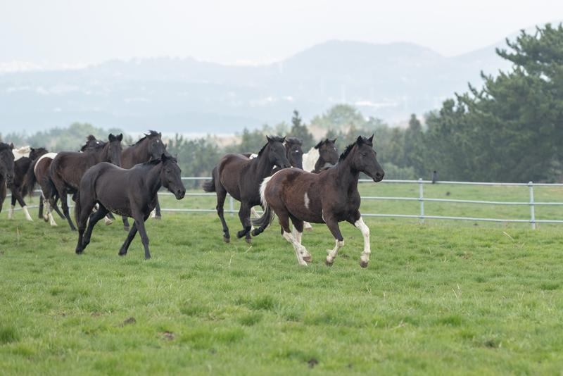  La foto muestra los primeros ejemplares del 'Caballo RDA', el primer equino desarrollado en Corea.
