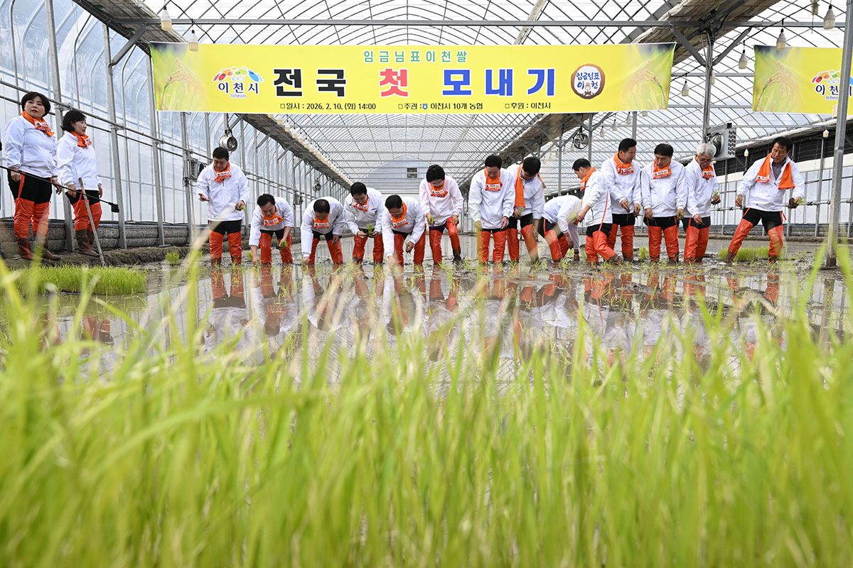 El 10 de febrero, los participantes siembran pl&aacute;ntulas de arroz durante el 