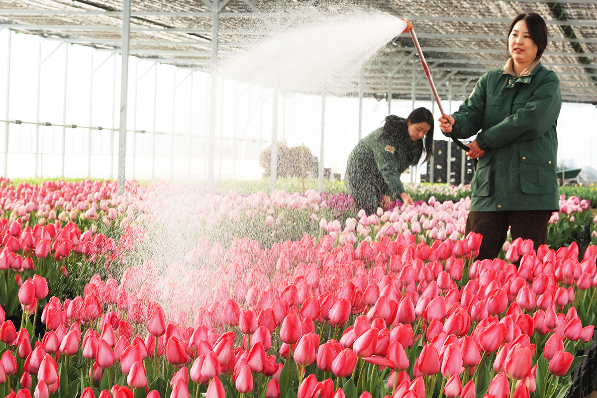 El 10 de marzo, a pocos d&iacute;as de la inauguraci&oacute;n del Festival de Tulipanes, unas trabajadoras se encargan del riego y cuidado de las flores en el invernadero del parque tem&aacute;tico Everland, en la ciudad de Yongin, en la provincia de Gyeonggi-do.