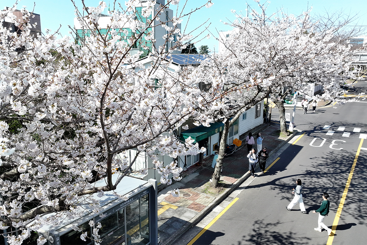 Los cerezos están en plena floración el 23 de marzo en una calle del barrio Hogeun-dong, en la ciudad de Seogwipo, isla de Jeju.