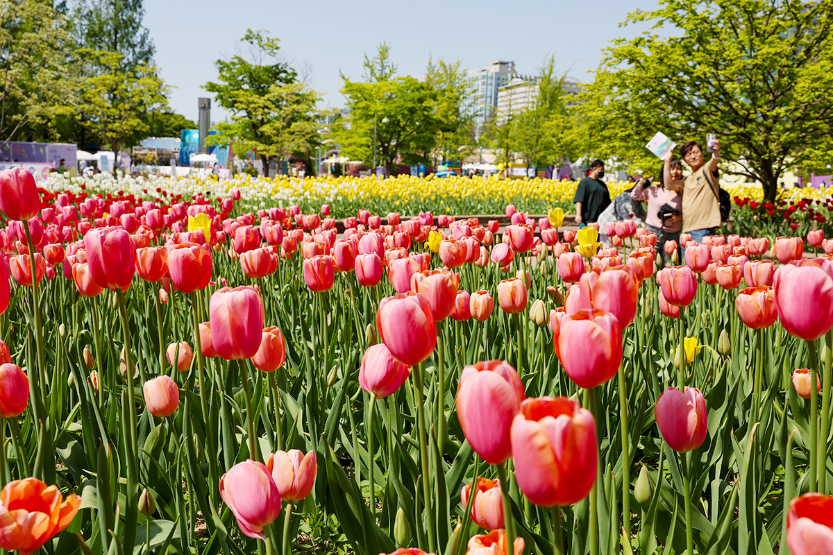 El 30 de abril, en el Parque del Lago Ilsan en Goyang, provincia de Gyeonggi-do, los visitantes de la Exposici&oacute;n Internacional de Flores de Goyang 2026 disfrutan del paseo primaveral entre coloridas flores.