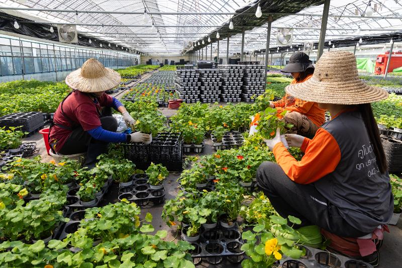 El 2 de abril, tres trabajadores migrantes laboran en una granja de flores en el distrito de Deogyang-gu, en la ciudad de Goyang, en la provincia de Gyeonggi-do. | Agencia de Noticias Yonhap