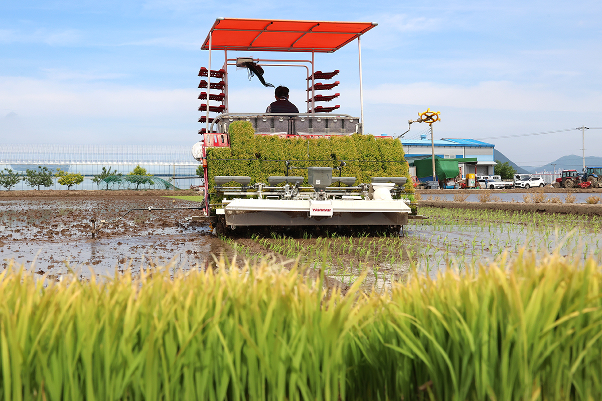 Un agricultor utiliza una trasplantadora de arroz en un campo del vecindario de Jukdong-dong, en el distrito de Gangseo-gu, en Busan, en la ma&ntilde;ana del 7 de mayo. 
