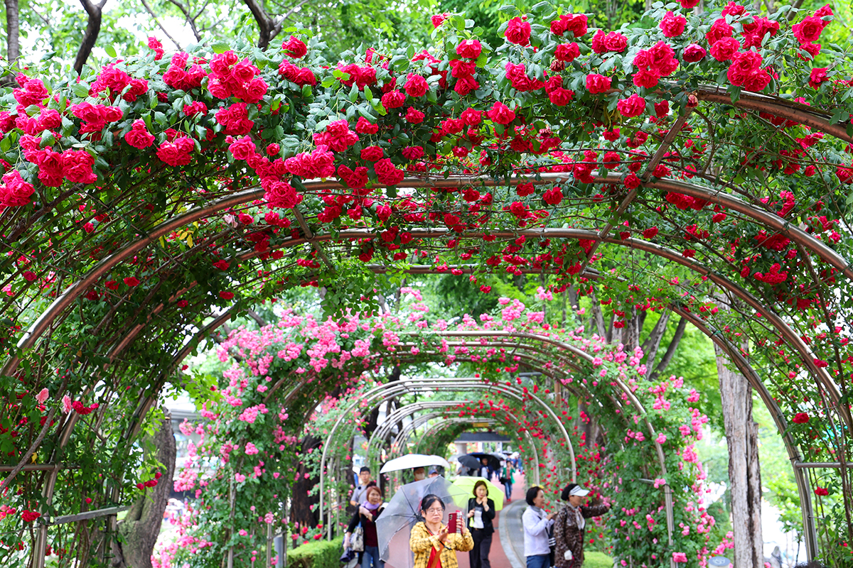 Unos visitantes del Festival de Rosas de Se&uacute;l pasean, el 21 de mayo, bajo el t&uacute;nel de rosas en plena floraci&oacute;n en el Parque de Rosas de Jungnang, en el distrito capitalino de Jungnang-gu.