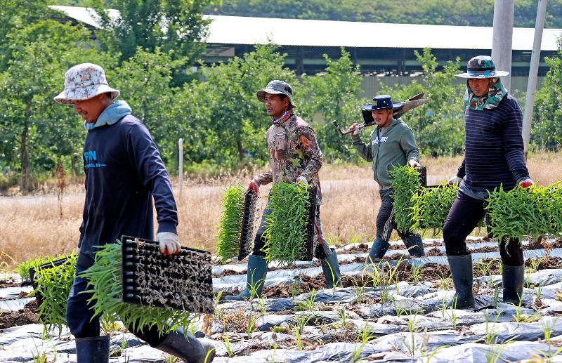 Unos trabajadores estacionales extranjeros siembran maíz en un campo de Goesan-gun, provincia de Chungcheongbuk-do. | Oficina del condado de Goesan-gun