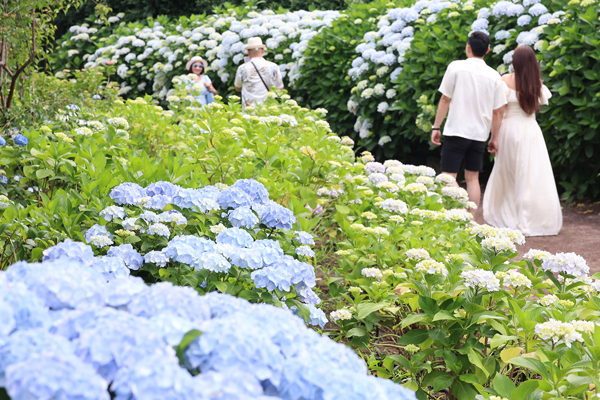 Unos turistas fotografían las hortensias en plena floración en el parque Hyuaeri, en el municipio de Namwon-eup, en la ciudad de Seogwipo, isla de Jeju, el 9 de junio. 