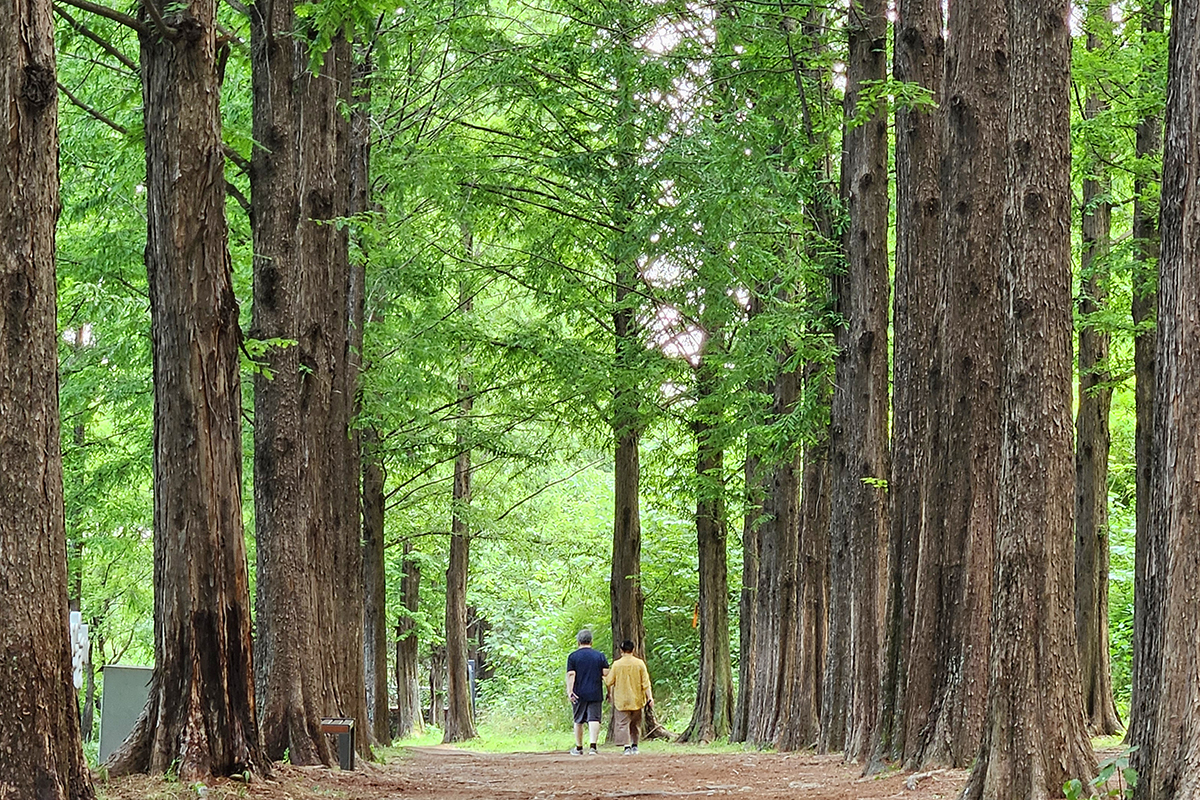 Una pareja pasea por el sendero de metasecuoyas del parque Haneul, en el distrito de Mapo-gu, en Se&uacute;l, el 15 de junio, un d&iacute;a de clima veraniego en todo el pa&iacute;s. 