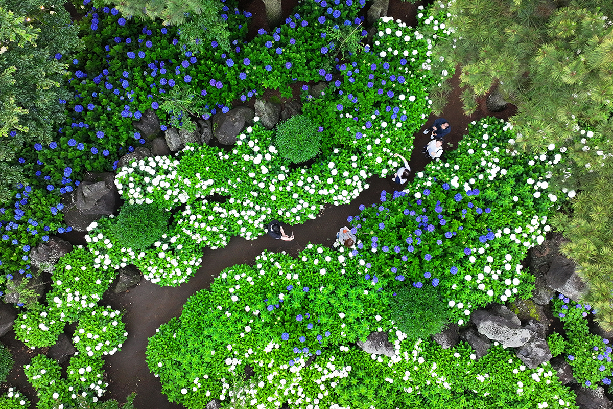 Unos turistas pasean por un jard&iacute;n de hortensias en plena floraci&oacute;n en la aldea de Donghwa, en el municipio de Gujwa-eup, en la isla de Jeju, el 18 de junio.