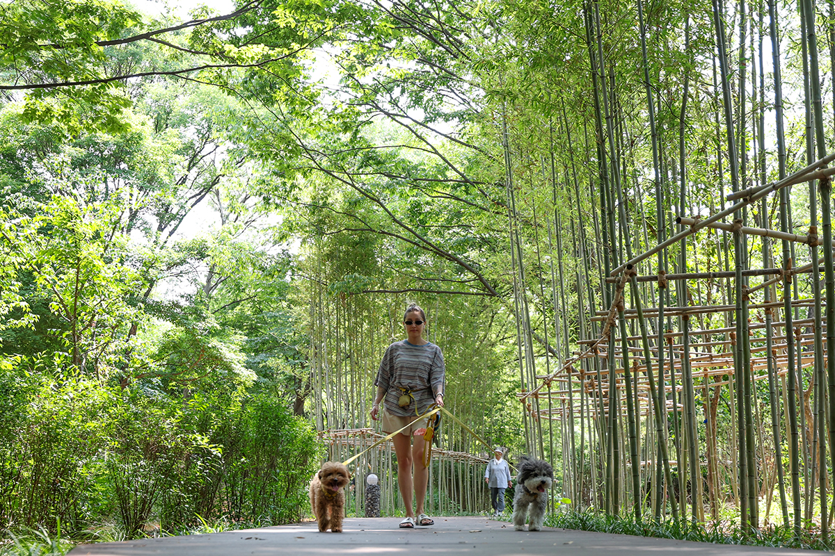 Una ciudadana pasea con sus perros el 29 de junio por los alrededores del jard&iacute;n bot&aacute;nico del monte Namsan, en el centro de Se&uacute;l.