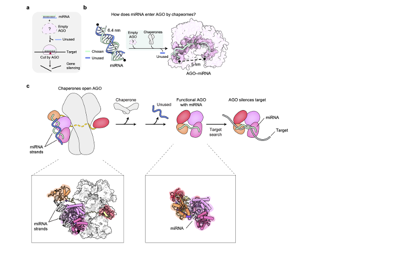 El diagrama muestra el proceso mediante el cual una prote&iacute;na Argonauta adquiere la capacidad de silenciar genes diana. | Centro de Investigaci&oacute;n del ARN del Instituto de Ciencias B&aacute;sicas