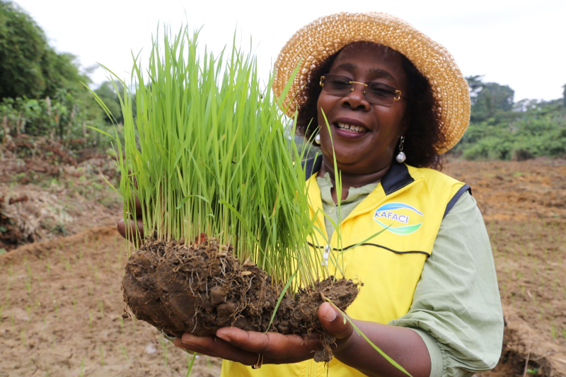 Una funcionaria de la Iniciativa de Cooperaci&oacute;n para la Agricultura y la Alimentaci&oacute;n entre Corea y &Aacute;frica (KAFACI, por sus siglas en ingl&eacute;s) muestra un brote de 'CHEYI', una variedad de arroz de alto rendimiento desarrollada en Gab&oacute;n mediante el uso de semillas de alto rendimiento coreanas. | Administraci&oacute;n de Desarrollo Rural 