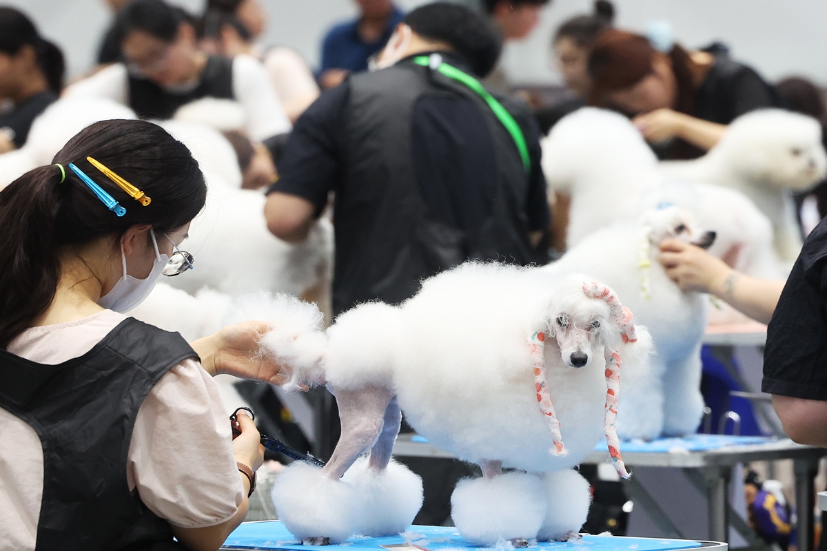 Los participantes muestran sus habilidades durante el Gran Concurso de Peluquer&iacute;a Canina, celebrado el 23 de julio en el centro de exposiciones Suwon Messe, ubicado en la ciudad hom&oacute;nima, en la provincia de Gyeonggi-d