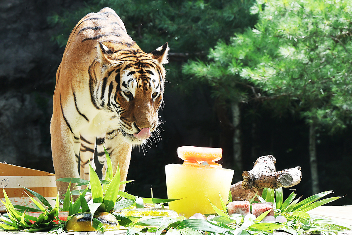 Un tigre de Siberia observa la comida especial de hielo con vitaminas y pastel de gelatina que le prepararon sus cuidadores para celebrar el 