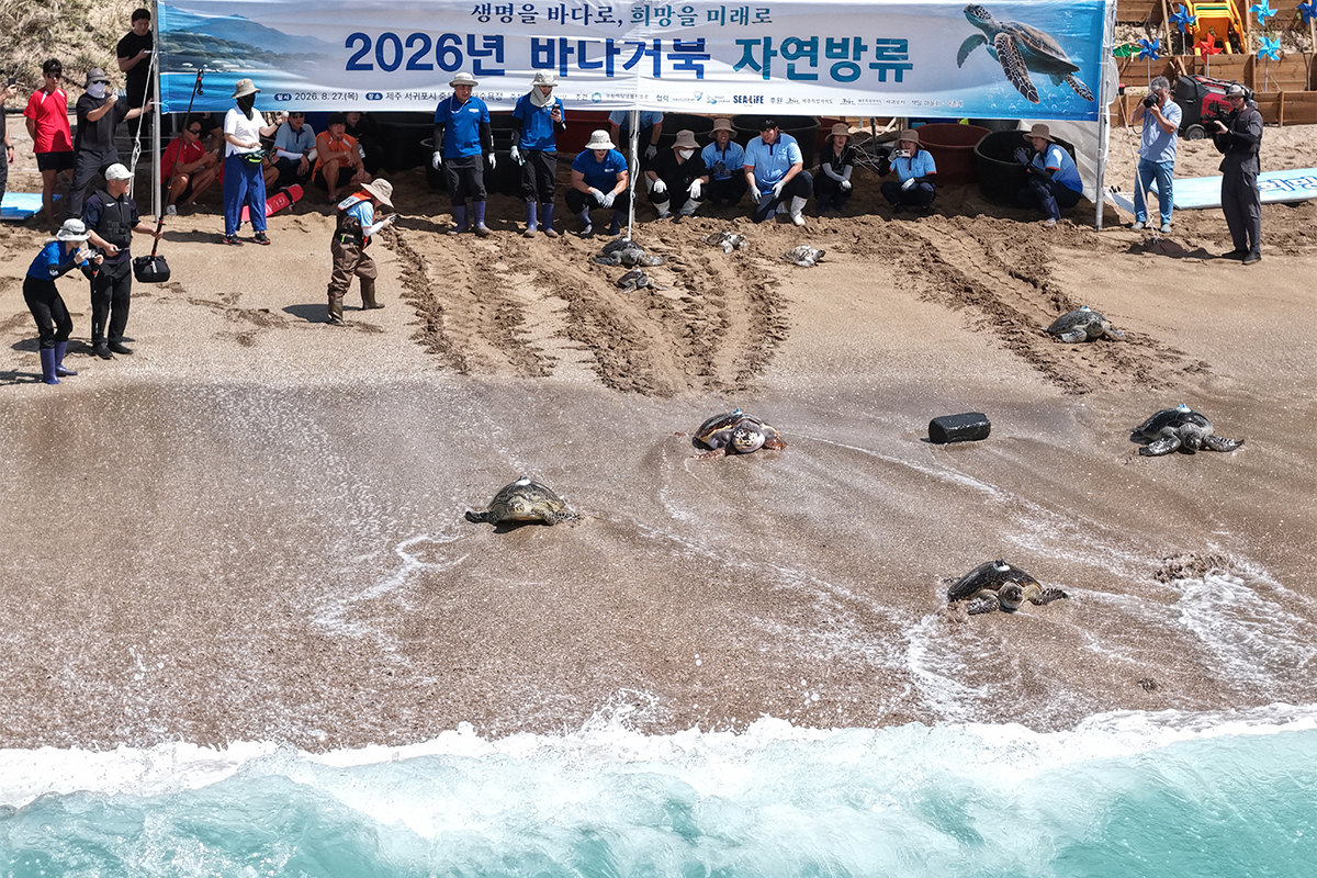Los participantes devuelven al mar tanto las tortugas marinas que fueron rescatadas y rehabilitadas como las nacidas mediante incubaci&oacute;n artificial, durante el evento de 