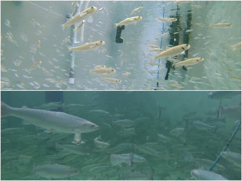Las fotos muestras varios alevines de salmón en la sala de cría (arriba) y en la sala de engorde intermedio de 'Eco Aquafarm', la mayor piscifactoría terrestre de salmón del Atlántico del país, ubicada en el condado de Gijang-gun, en la ciudad de Busan.