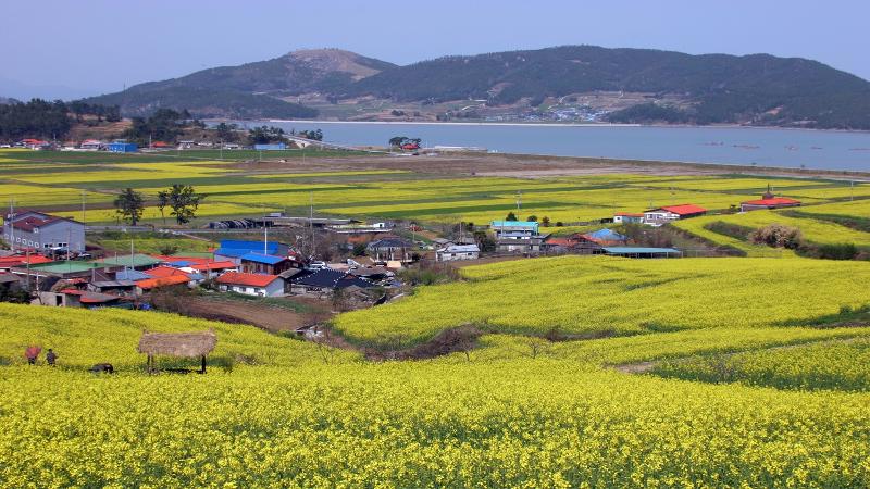 Vista panorámica de los campos de flores de colza y la bahía de Deungnyangman en la aldea de Seonhak-dong, en el municipio de Hoejin-myeon, en el condado de Jangheung-gun, , en la provincia de Jeollanam-do. | Condado de Jangheung-gun