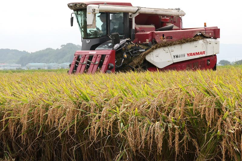 El 3 de septiembre, un agricultor recolecta arroz en los campos de Jukdong-dong, en el distrito de Gangseo-gu, en Busan, a pocos d&iacute;as del inicio de Baengno &mdash;el per&iacute;odo solar del roc&iacute;o blanco, que ocupa el 15&ordm; de los 24 t&eacute;rminos del calendario tradicional&mdash;.