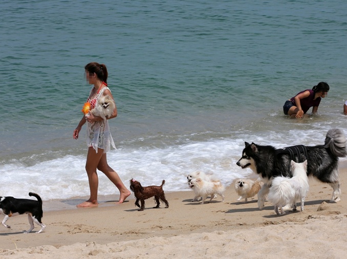 [Corea junto con los animales] ③ Políticas municipales amigables con las mascotas